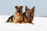 BERGER ALLEMAND 475